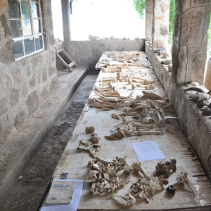Paleoanthropology