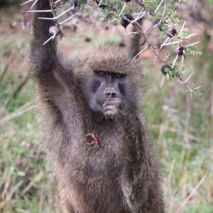 Primatology